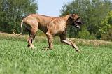 DOGUE ALLEMAND 106